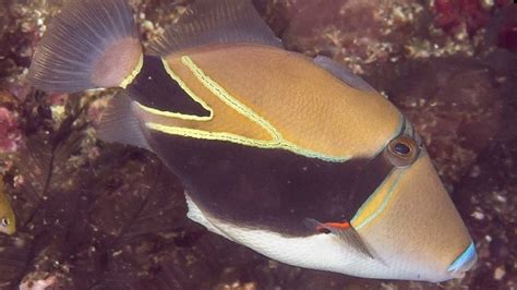 Reef triggerfish .